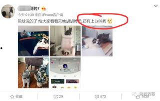 网红吃瓜出轨,揭秘吃瓜群众眼中的出轨风波