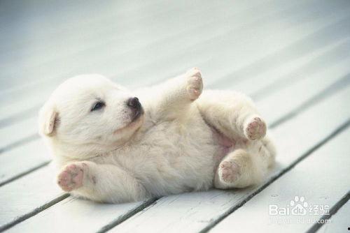 吃瓜狗子与我百度网盘,趣味互动，畅享云端生活