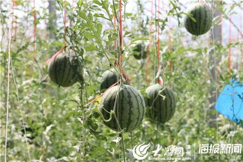 安溪吃瓜网红事件视频