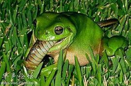 网红青蛙吃瓜视频