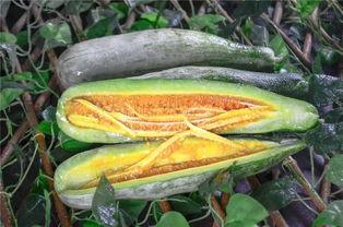 宝坻吃瓜网红,揭秘津门美食背后的故事